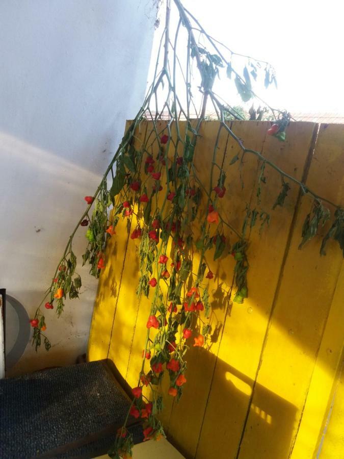 Harsfak Villa Mezokovacshaza Exteriör bild